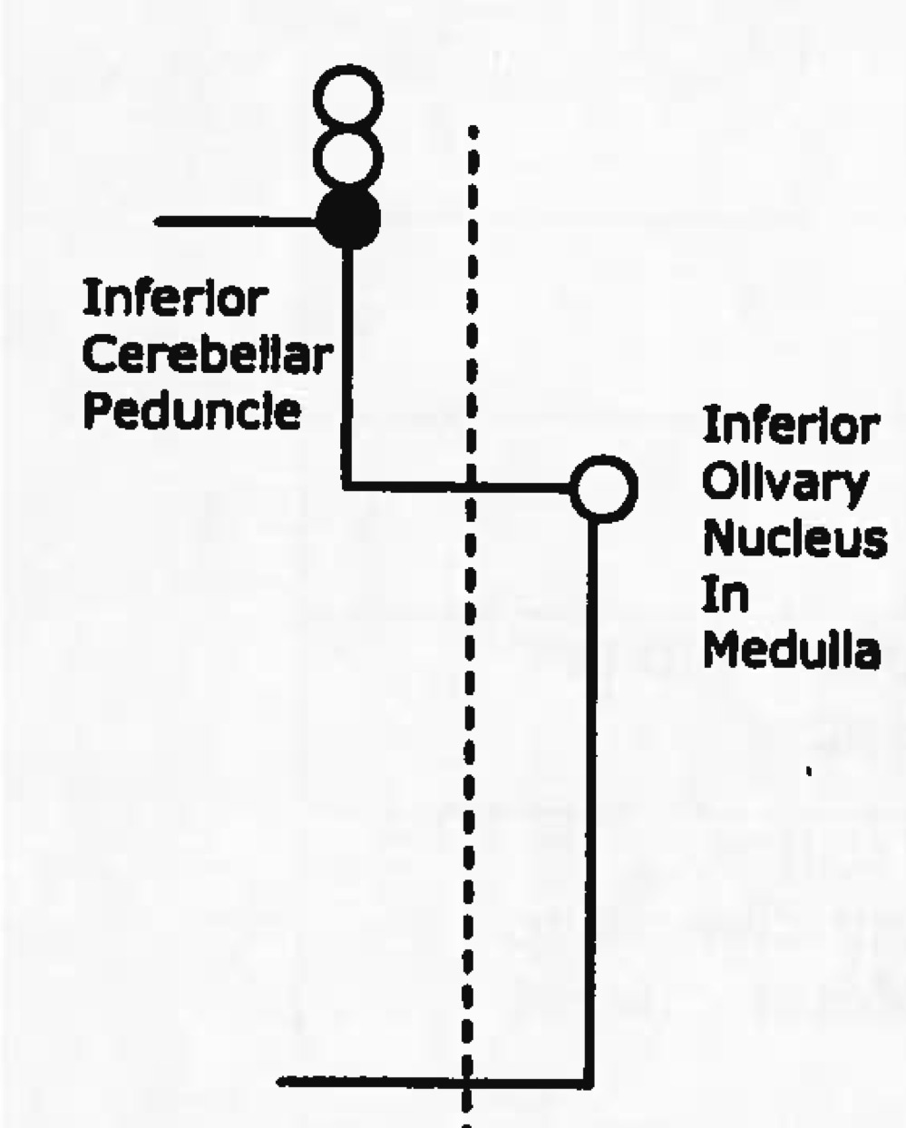 <p>function of spino-olivary tract </p>