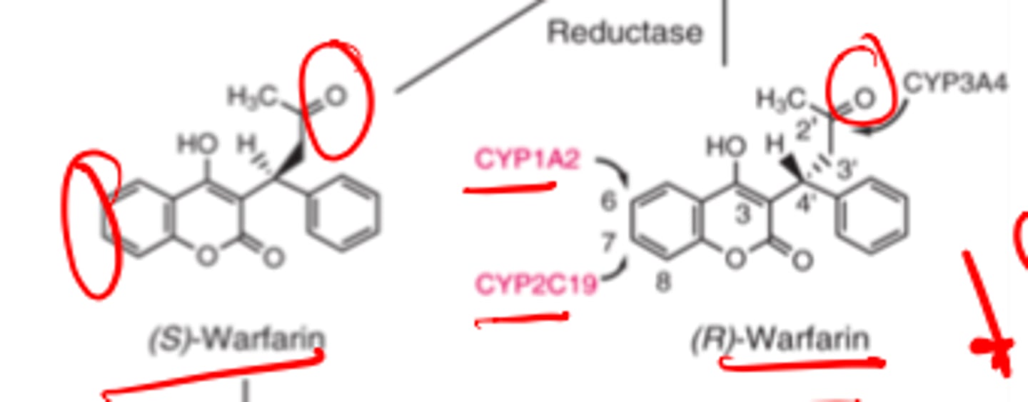 <p>- S</p><p>- R</p>