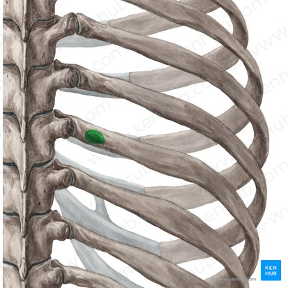 <p>small posterior bony notch on rib </p>
