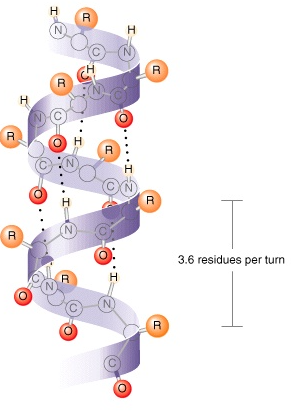 <p><span>Coil structure held together by h-bonds between every fourth amino acids</span></p>