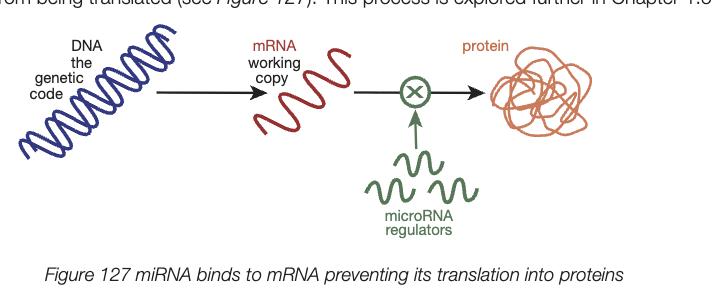 <ul><li><p>non-coding RNA (ncRNA) molecules, approx. 22 nucleotides</p></li></ul><ul><li><p>regulate gene expression after transcription</p></li><li><p>exert regulatory action by binding to a small section of a specific mRNA molecule - prevents it from being translated</p></li><li><p>small section of mRNA becomes double stranded - prevents ribosome from accessing full mRNA code and expression of that gene </p></li></ul><p></p>