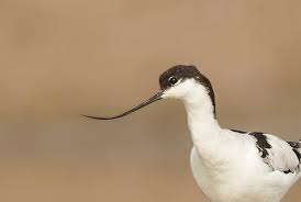 <p>upward curve</p><p>avocet</p><p>godwit </p>