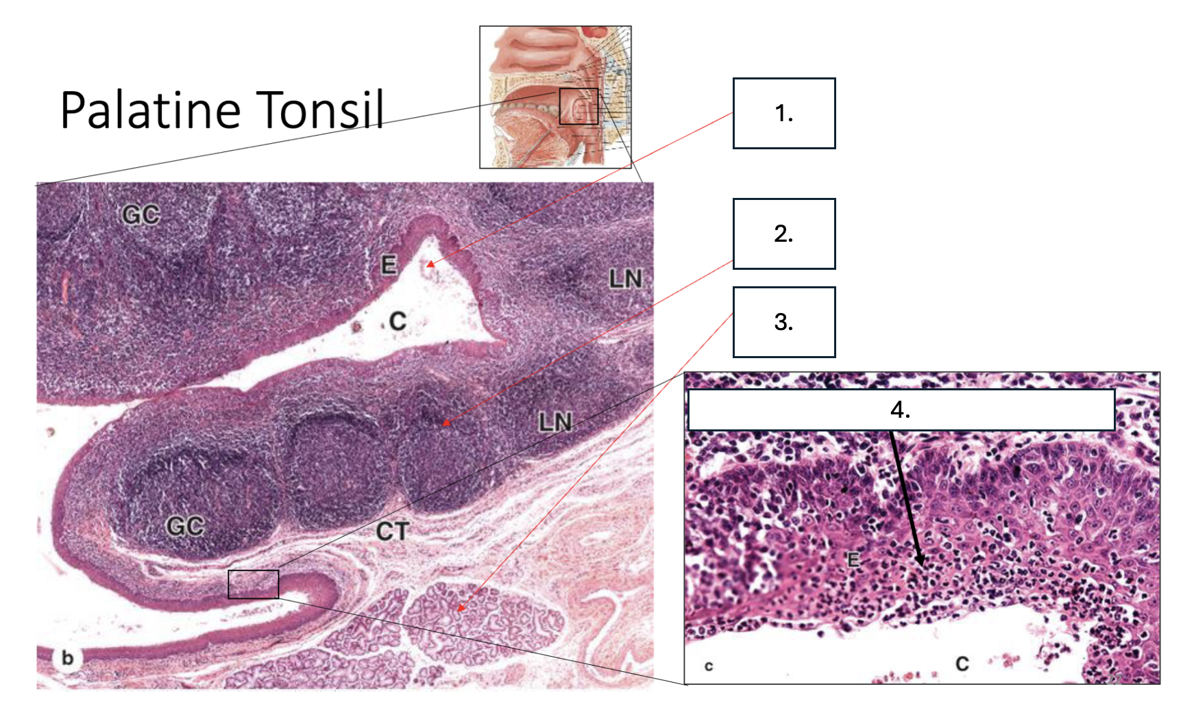 <p>What is number 1?</p>