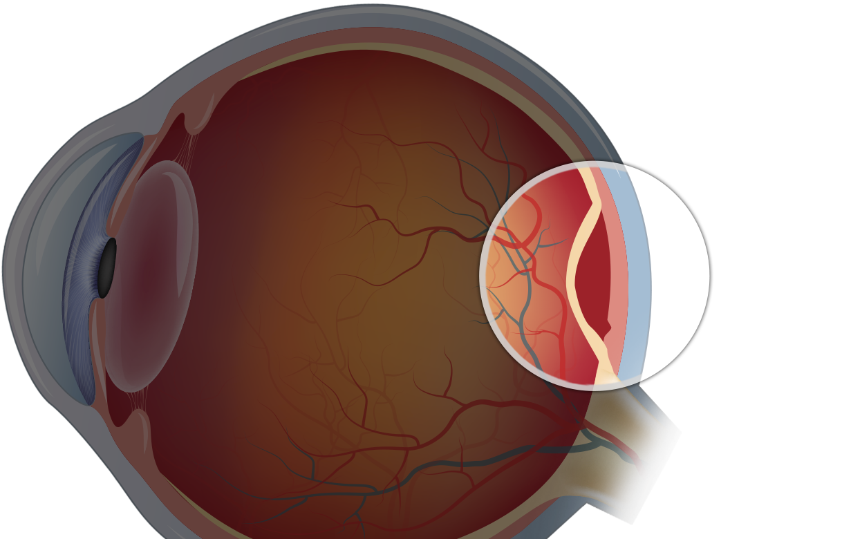 <ul><li><p>Light-sensitive layer that lines the back of the eye</p></li></ul>