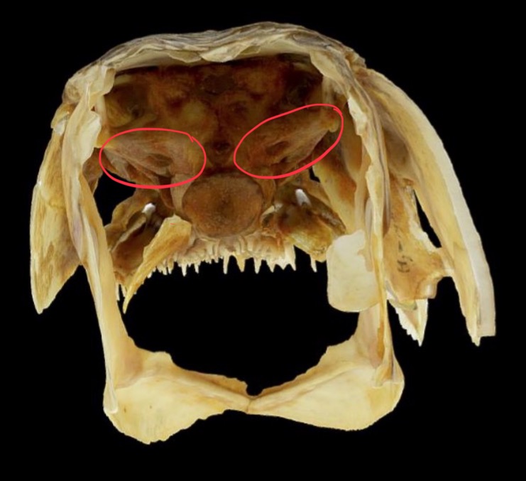 knowt flashcard image