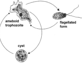 <ol start="2"><li><p class="Paragraph WhiteSpaceCollapse SCXP80282648 BCX0" style="text-align: left"><span><strong>Cyst stage</strong>​</span></p></li></ol><p></p>