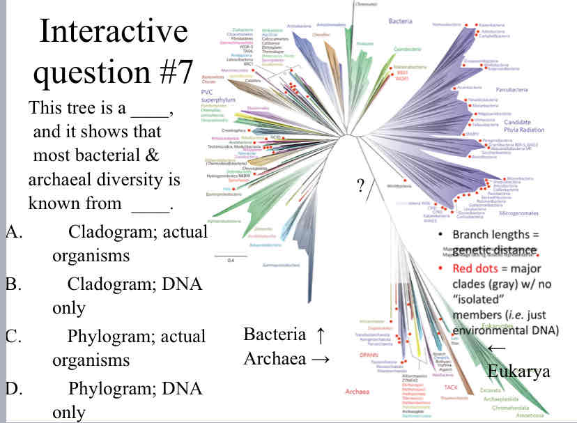 <p>Practice Question (Phylogenetic Trees) - This tree is a ____, &nbsp; &nbsp; &nbsp;and it shows that &nbsp; &nbsp; &nbsp;most bacterial &amp; archaeal diversity is known from</p>