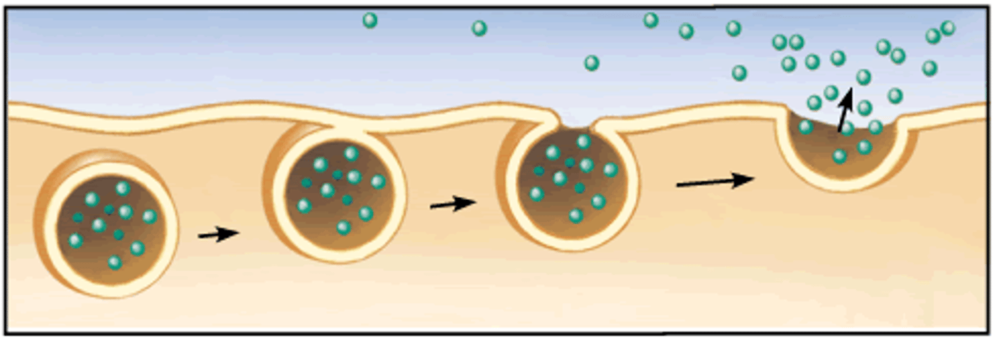 <p>release of substances out a cell by the fusion of a vesicle with the membrane.</p>