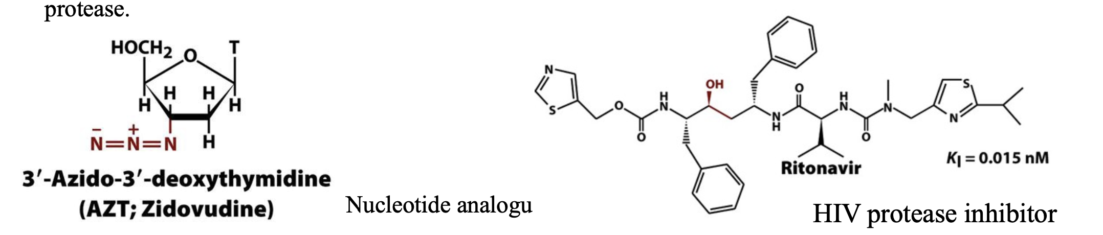 <p>In the first steps of infection, HIV attaches to a target cell and injects its genetic RNA material. The viral RNA is transcribed into DNA by a viral enzyme called reverse transcriptase to produce more viral RNA and proteins for packaging it into new viral particles. Most of the viral proteins are synthesized as parts of larger polypeptide precursors known as <strong>polyproteins. </strong>Consequently , proteolytic processing by the virally encoded <strong>HIV protease </strong>to release these viral proteins is necessary for viral reproduction. In the absence of an effective vaccine for HIV, efforts to prevent and treat AIDS have led to the development of compounds that inhibit HIV reverse transcriptase and HIV protease.</p>