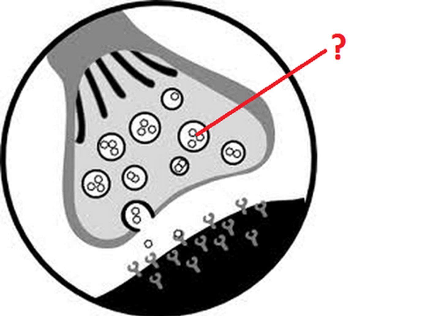 <p>round sacs containing neurotransmitters at the axon terminal</p>
