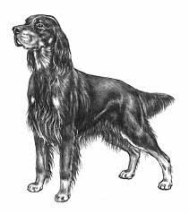 <p>Gordon setter</p>