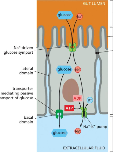 <p>uneven distribution underlies transcellular transport of solutes</p><p>Na+-linked symporters are located in the apical domains, whereas glucose transporters in the basal or lateral (basolateral) domains passively allow glucose to leave the cells down their concentration gradients.</p><p>Why do we need a Na+/ K+ pump?</p><p>The Na+ gradient is maintained by an ATP- driven Na+/ K+ pump in the basolateral domains, which keeps the internal concentration of Na+ low —> Na+ symporter uses the gradient to pump in glucose</p>