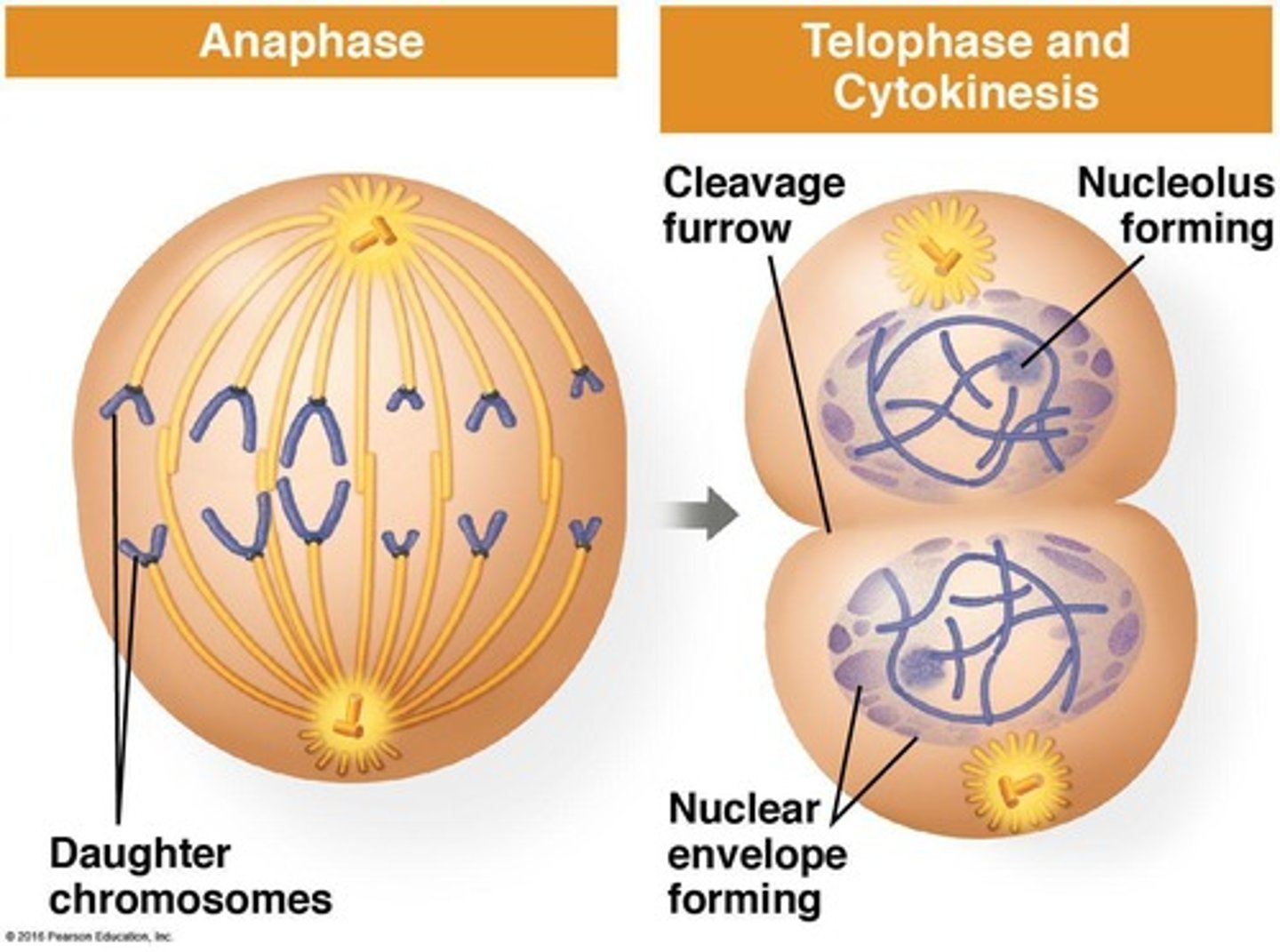 <p>Mitosis: nucleus divides; Cytokinesis: cytoplasm divides</p>