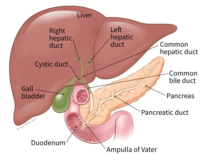 <p>The left hepatic duct drains the left lobe.</p><p><strong>A. Yes</strong></p><p></p>