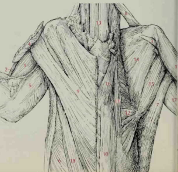 <p>Latissimus dorsi</p>