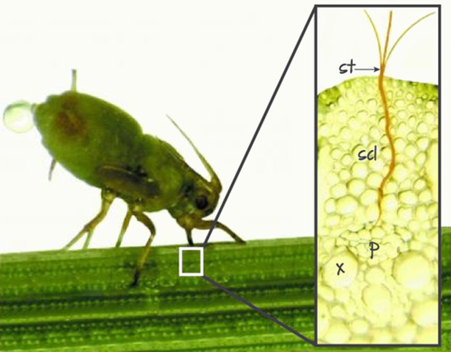 <p>insects</p><p>- some insects developed a strong pair of jaw-like mouthparts to cut, crush, and chew food </p><p>- some insects feed off internal plant fluids, use straw-like, tubular mouthpart (stylet) </p><p>mammals </p><p>- long, flat incisors to cut</p><p>- large, flat molars to grind food in sideways motion (like cows or goats) </p>