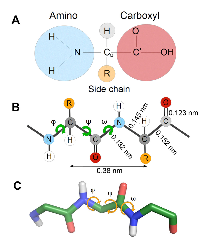  Series of amino acids (amino group and carbonyl groups)