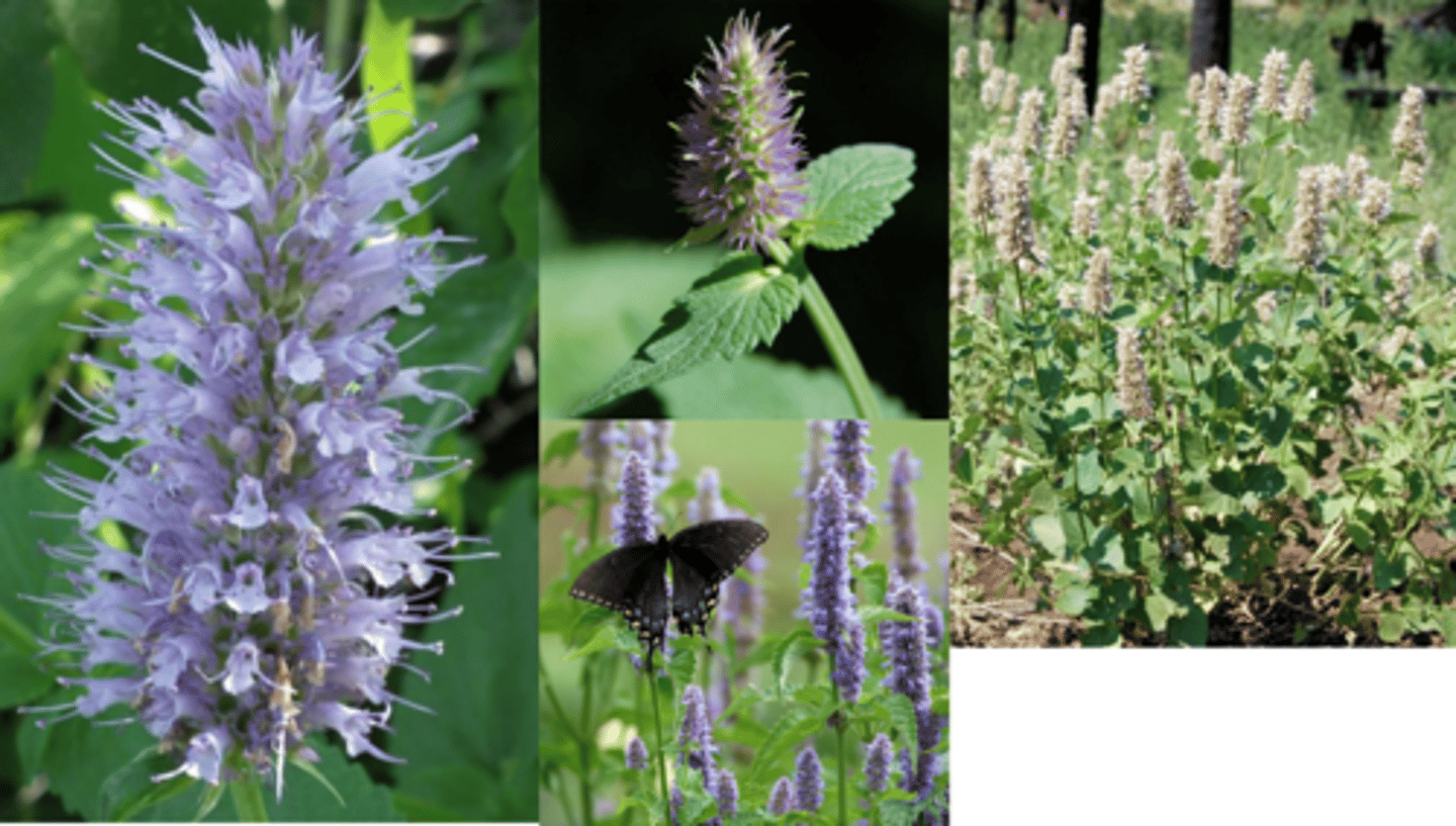 <p>What genus has these characteristics? </p><p>Flowers in Terminal Spike (whorled) </p><p>Aromatic skunky rather than minty </p><p>Vegetative and floral characteristics typical of Lamiaceae family...Epipetalous stamens and Gynobasic Style </p><p>1) Opposite Leaves </p><p>2) Bilateral Flowers </p><p>3) Racemes/Clusters</p><p>4) Gynobasic Style (Fruit = Nutlets) </p><p>6) Aromatic (shunky) </p><p>7) Square Stems </p>