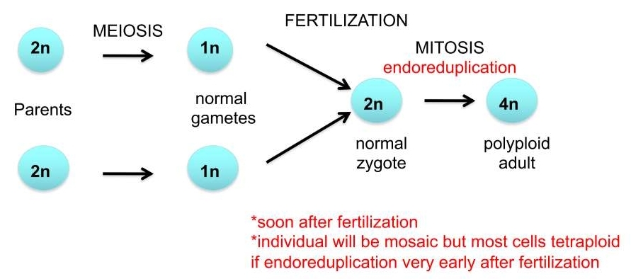 mitosis where chromosomes replicate but cell doesn't divide 