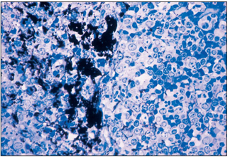 <p>name of histologic slide:</p><p>Specie:</p><p>Stain used:</p>