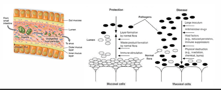 <ul><li><p>Estimula el sistema inmune (hace que se active más fácilmente)</p></li><li><p>A nivel del tracto gastro-intestinal contribuye a la digestión de los alimentos y algunas de ellas producen algunas vitaminas</p></li><li><p>Compite con patógenos potenciales</p><ul><li><p>Si nuestra microbiota está sana, evita que otros microorganismos lleguen a nosotros, ya que el primer paso para que se produzca una infección es colonizar, y si hay otras bacterias por competencia no se dejarán espacio</p></li></ul></li></ul><p></p>