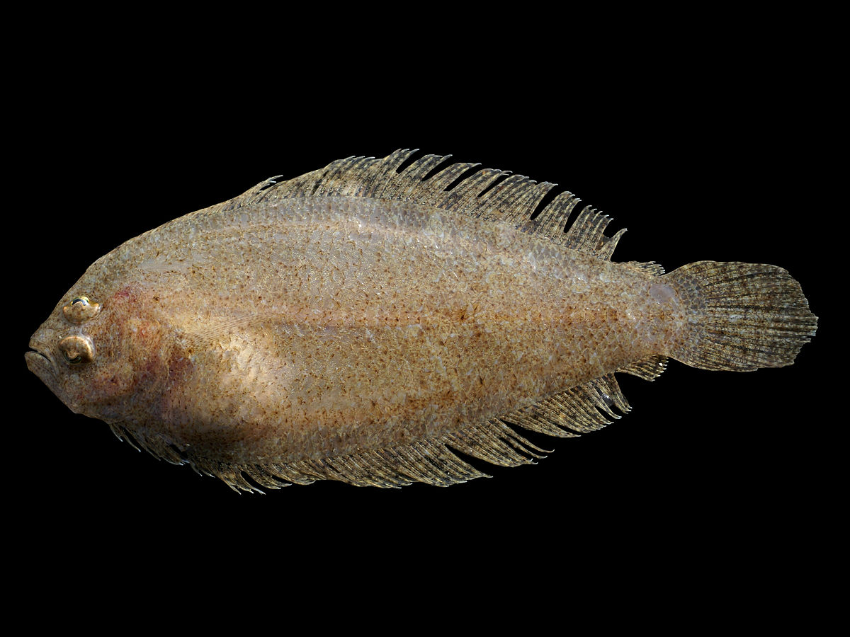 <p>Bothidae</p>