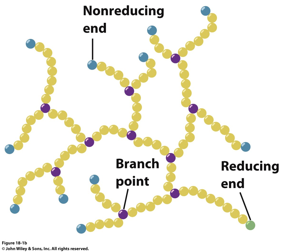 how is glycogen degraded for metabolic use?