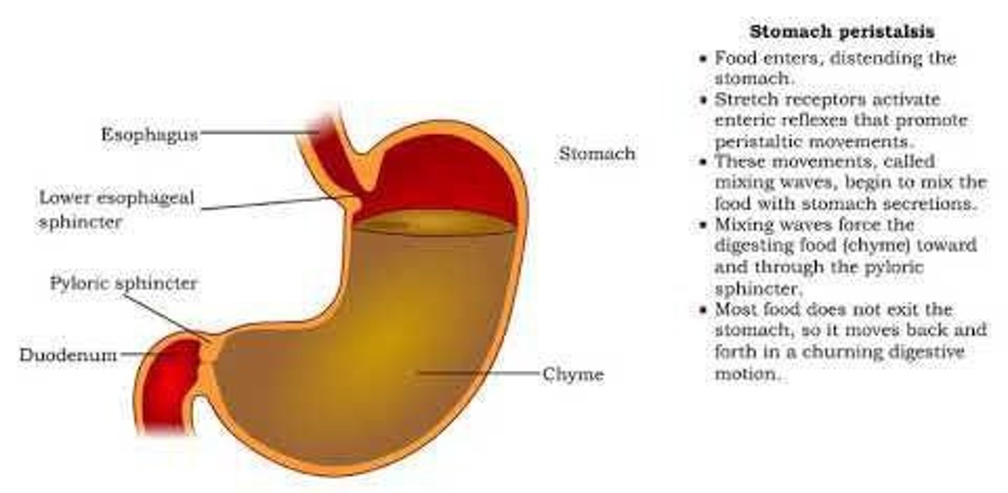 <p>Hormone that triggers bile release from gallbladder.</p>