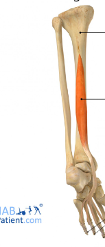 <p>origin: posterior tibia </p><p>insertion: distal phalanges of 2-5</p>