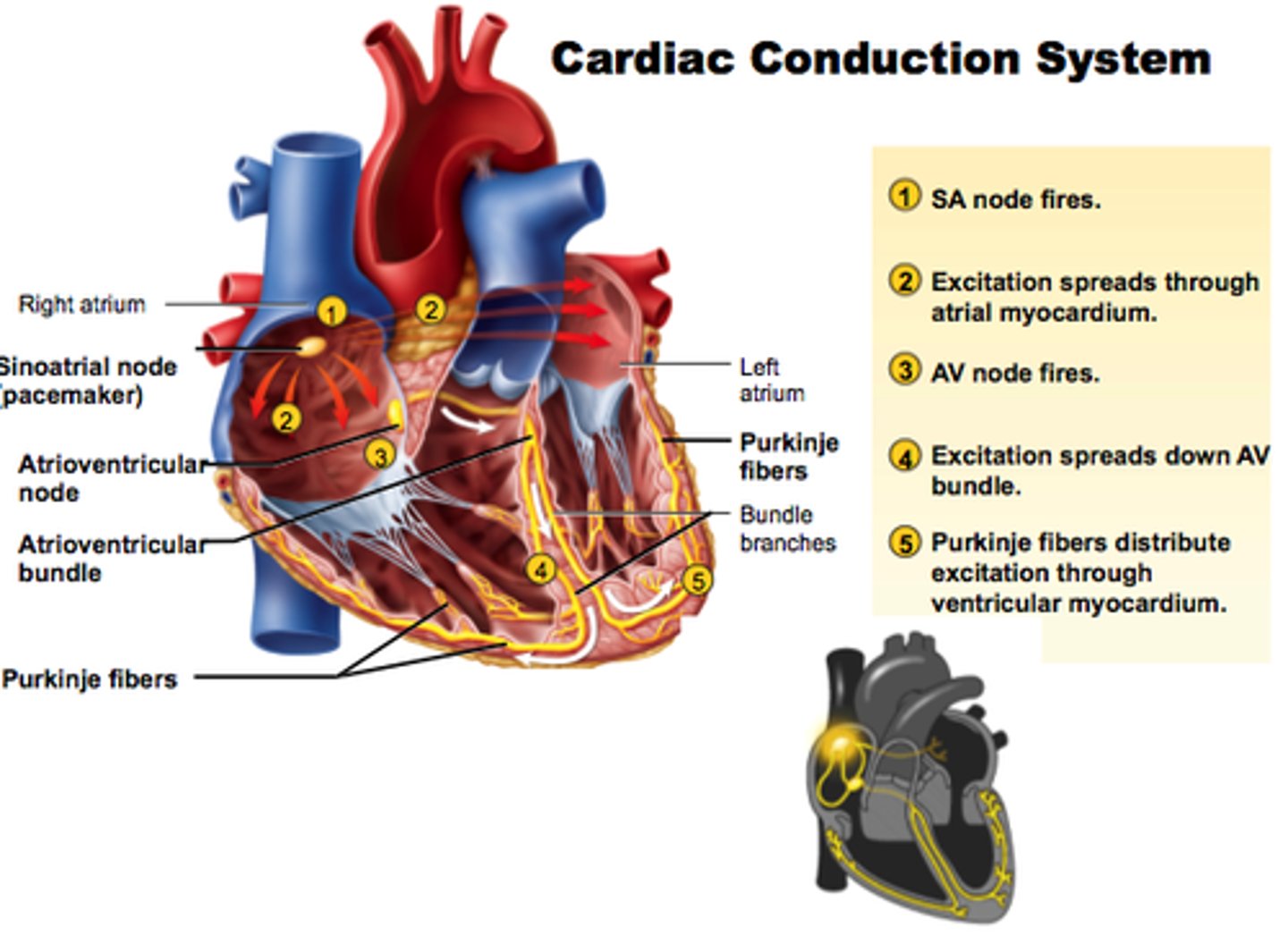 <p>1. SA node fires</p><p>2. Excitation spreads through atrial myocardium</p><p>3. AV node fires</p><p>4. Excitation spreads down AV bundle</p><p>5. subendocardial conducting network distribute excitation through ventricular myocardium</p>