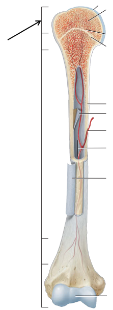 <p>Which area of the long bone is being pointed out?</p>