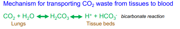 <p>Via three mechanisms:</p><ol><li><p>10% dissolves in plasma</p></li><li><p>20% binds to hemoglobin to form carbaminohemoglobin</p></li><li><p>70% is converted to bicarbonate ions within red blood cells</p></li></ol><p></p>