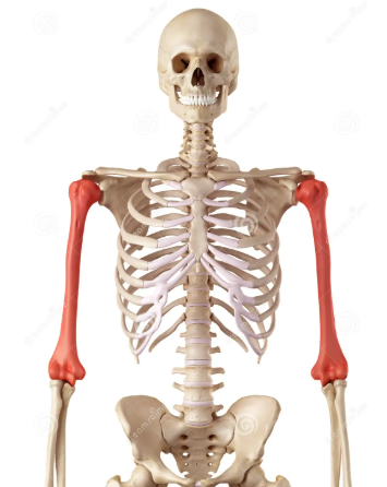 <p>What bone is this?</p>