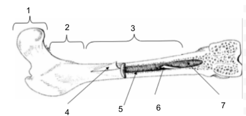 <p>Metaphysis</p>