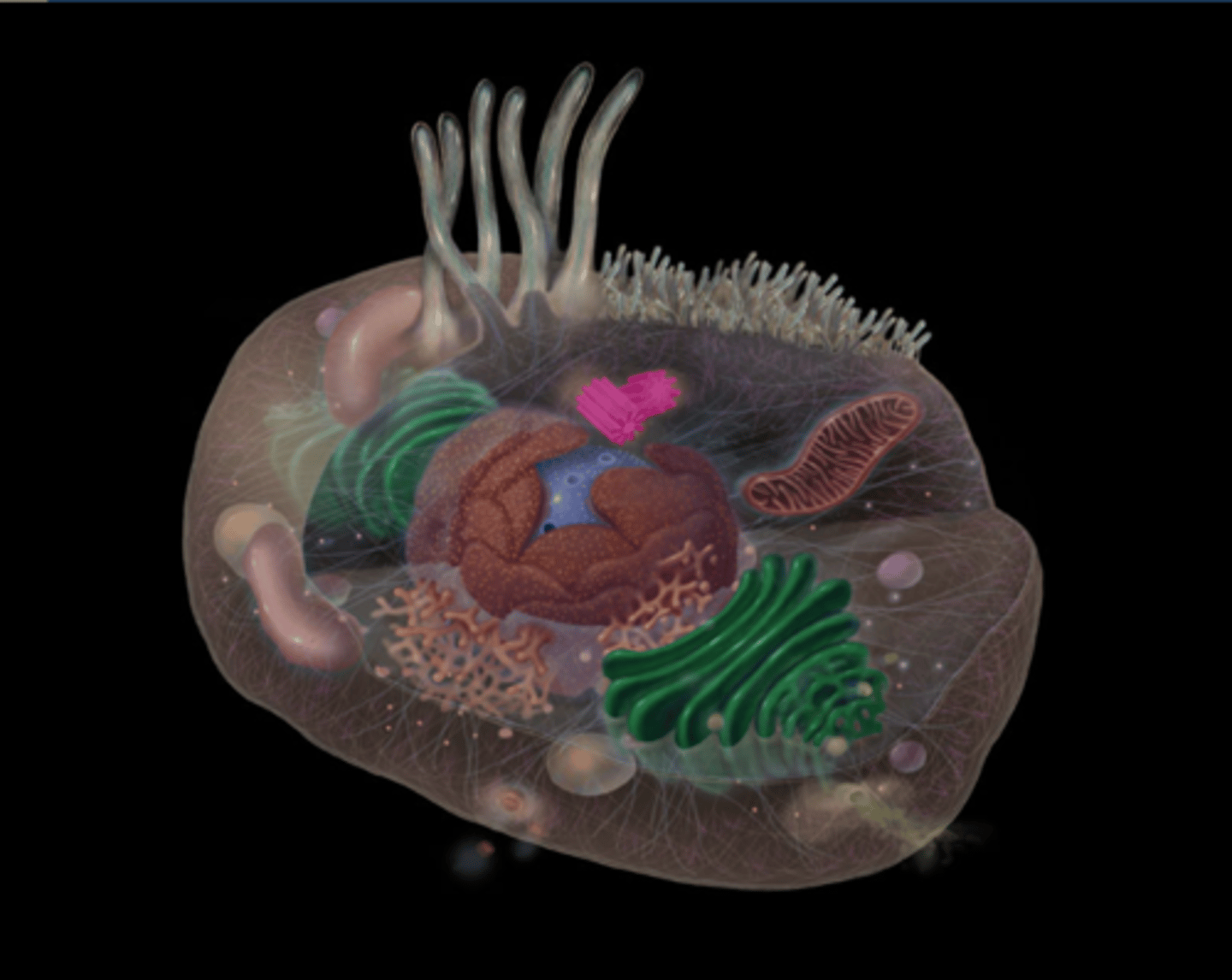 <p>Assists in formation and organization of microtubules and</p><p>Responsible for spindle formation during mitosis</p>