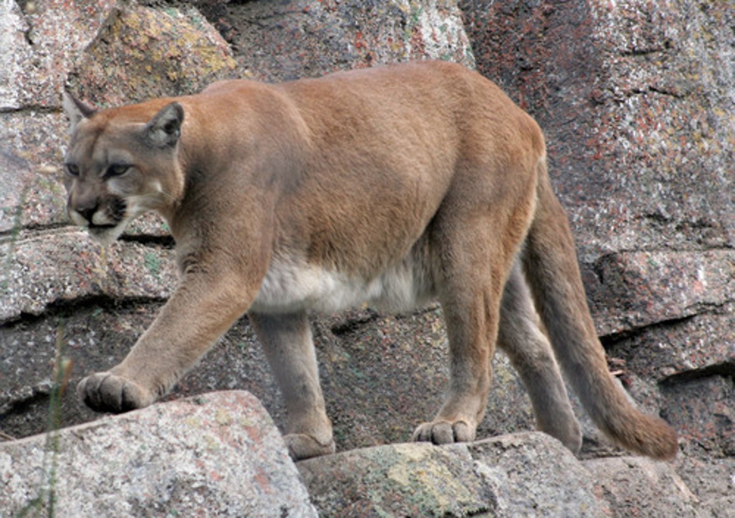 <p>Puma concolor</p>