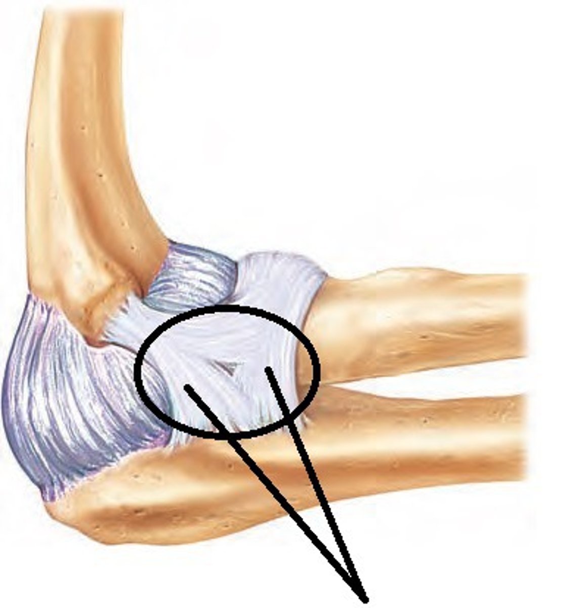 <p>stabilizes elbow joint laterally</p>