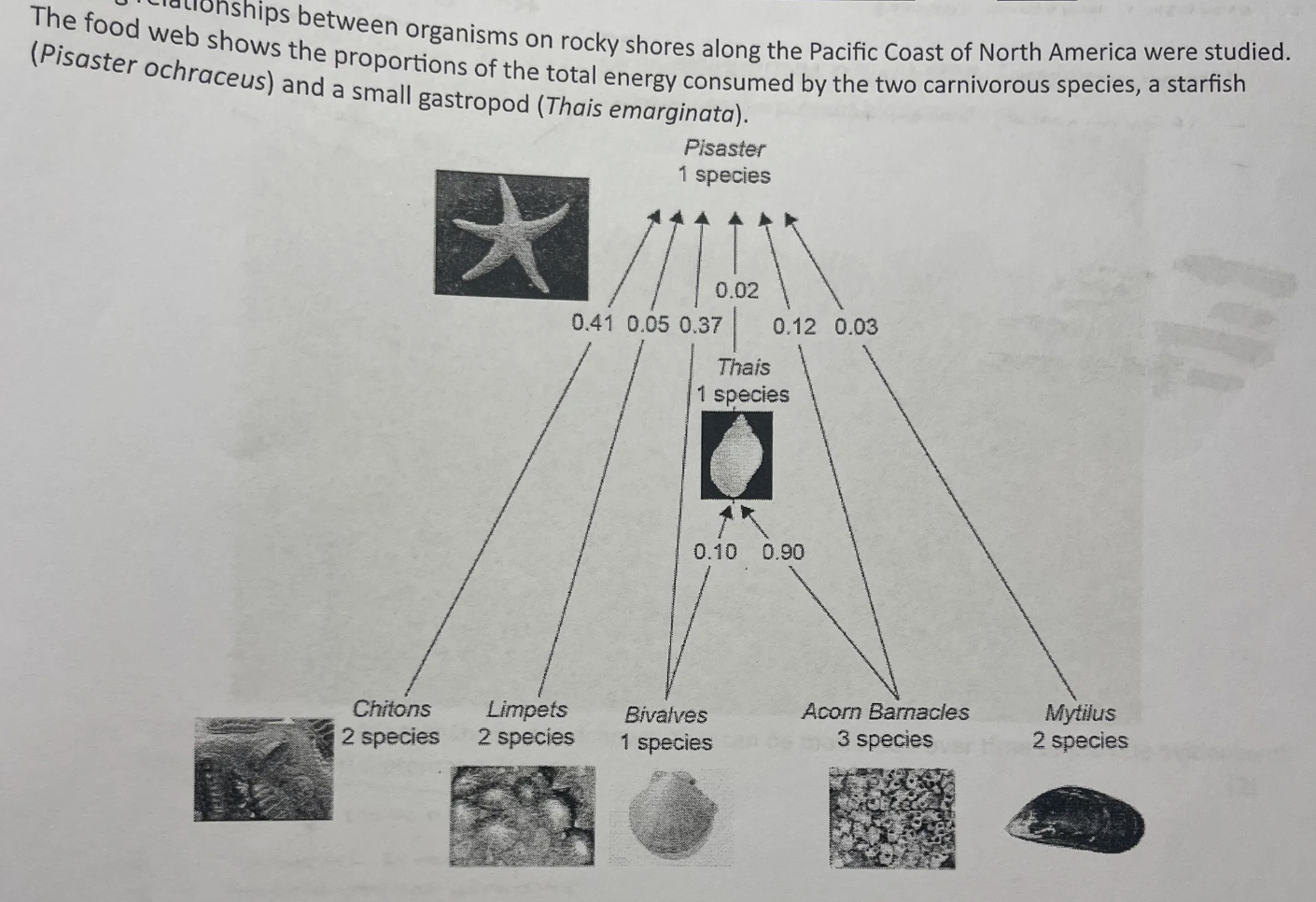 <p>identify the main source of energy of <em>thais</em> [1]</p>