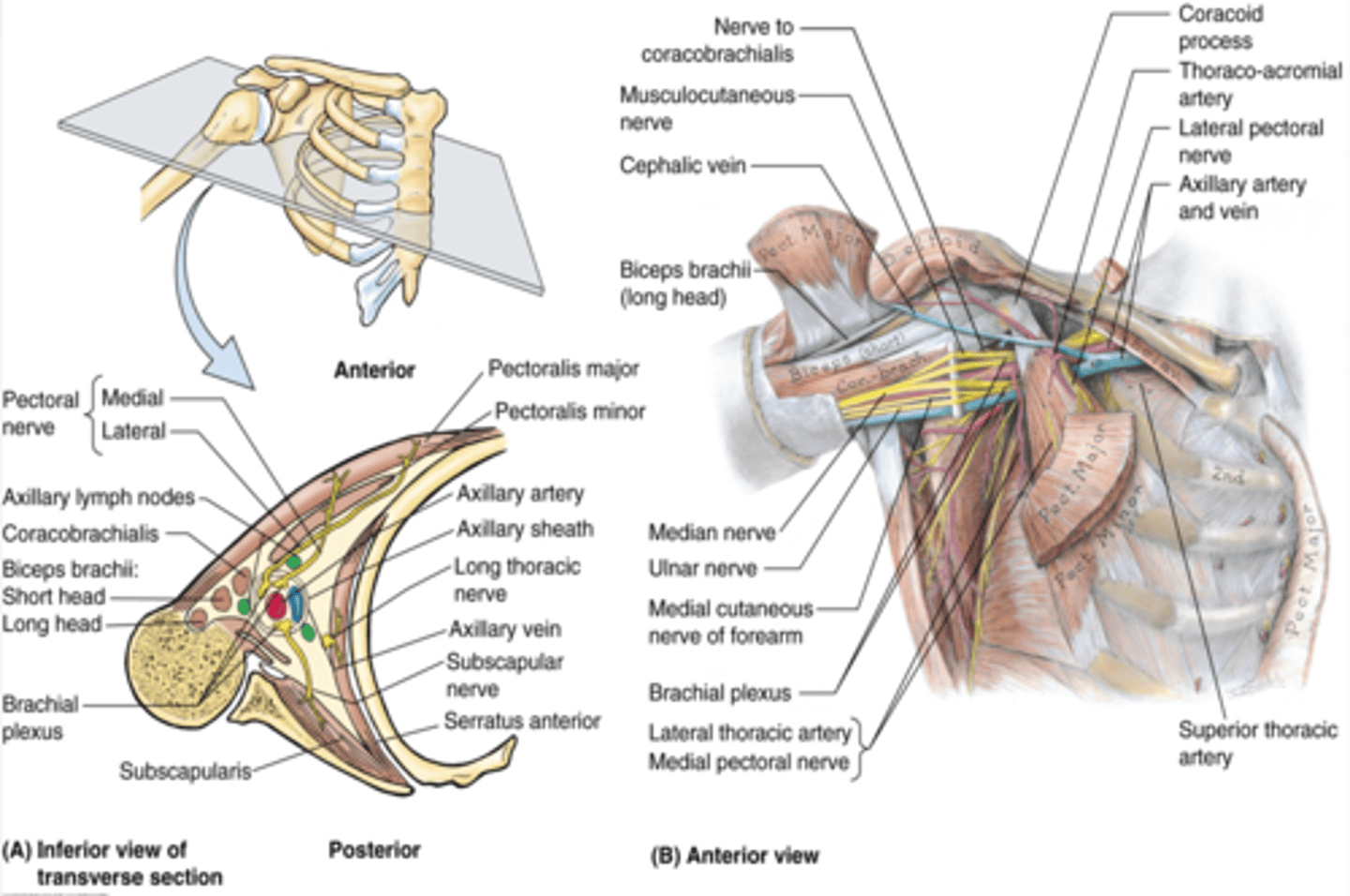 <p>-skin, superficial and deep (axillary) fascia extending from the arm to the thorax</p>