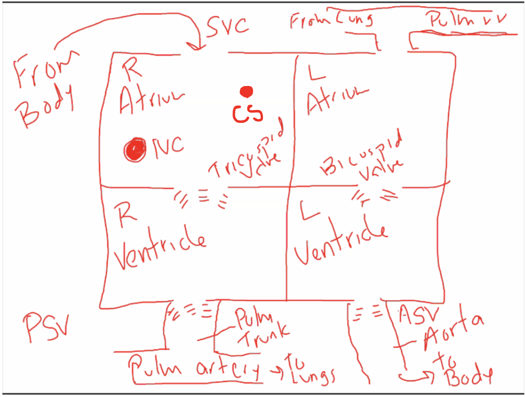 <p><u>Right side of the heart</u></p><ul><li><p>Right Atrium receives nasty used blood, from the body (either from the superior vena cava or inferior vena cava).</p></li><li><p>Right Atrium can also receive deoxygenated blood from the coronary sinus (which is blood from the heart)</p></li><li><p>Blood passes by the tricuspid valve (called this bc it has 3 tissue flaps) into the right ventricle below it.</p></li><li><p>From the right ventricle, the blood passes through the pulmonary semilunar valve. (The blood will be very dark bc the oxygen is poor)</p></li><li><p>From there it goes to the pulmonary trunk, to the pulmonary artery, which carries the blood to the lungs.</p></li></ul><p><u>Left side of the heart</u></p><ul><li><p>The blood from the lungs comes back via the pulmonary veins and into the left atrium.</p></li><li><p>The left atrium receives the blood, which then passes through the bicuspid valve (has 2 tissue flaps) into the left ventricle below it.</p></li><li><p>From the left ventricle, the blood passes through the Aortic semilunar valve, then through the aorta, and then to the body.</p></li></ul><p>Cycle repeats over nd over when the blood from the body goes back to the right side of the heart.</p><p></p>
