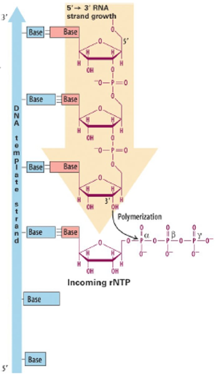 <p>the third carbon, the fifth carbon, DNA polymerization</p>