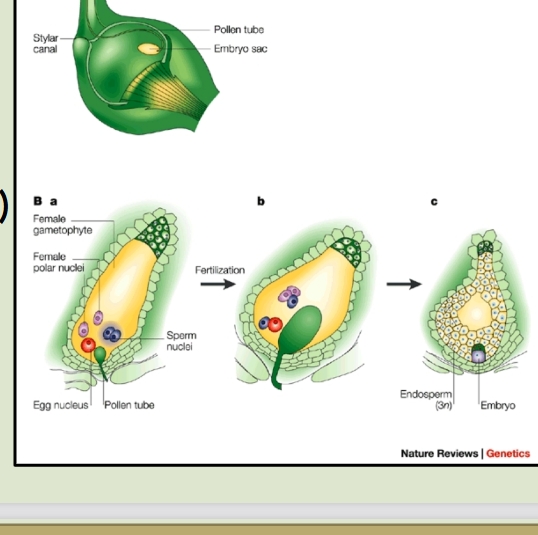 <p>Fertilization in <strong>angiosperms (flowering plants)</strong> involves <strong>double fertilization</strong>, which includes two sperm cells and the formation of the <strong>endosperm</strong>. Here’s how it works:</p><ol><li><p class=""><strong>Two sperm cells are involved</strong>:</p><ul><li><p class="">One sperm cell fertilizes the <strong>egg</strong>, forming the <strong>zygote</strong> (which develops into the embryo).</p></li><li><p class="">The second sperm cell fertilizes the <strong>central cell (which has two nuclei)</strong>, forming the <strong>triploid (3n) endosperm</strong>, which provides nutrients for the developing embryo.</p></li></ul></li><li><p class=""><strong>Endosperm formation</strong>:</p><ul><li><p class="">The <strong>endosperm (3n)</strong> is a nutrient-rich tissue that supports embryo growth. This is unique to angiosperms.</p></li></ul></li></ol><p class="">This process is called <strong>double fertilization</strong> because two fertilization events occur: one forming the embryo and the other forming the endosperm.</p><p class=""></p>