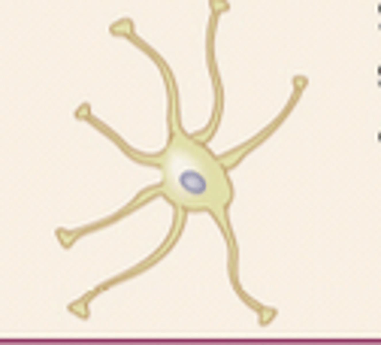 <p>Astrocyte </p>