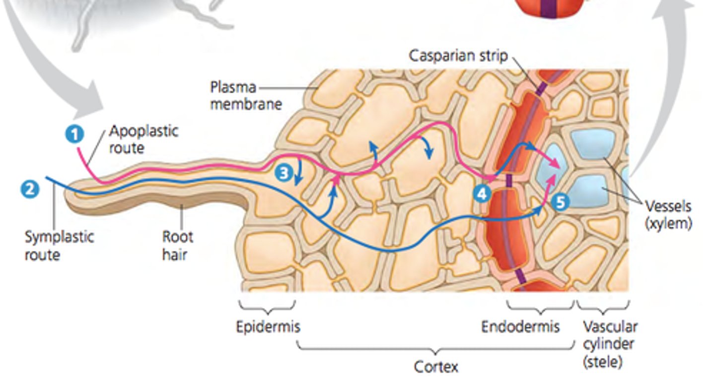 <p>through the cell walls and extracellular spaces</p>