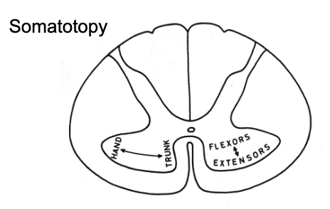 <p>cervical sections involve brachial plexus (lots of muscles in arm so more lateral location of motor neuron bodies in ventral horn)</p><p>thoracic sections involve the torso which has less muscles so less gray matter)</p>