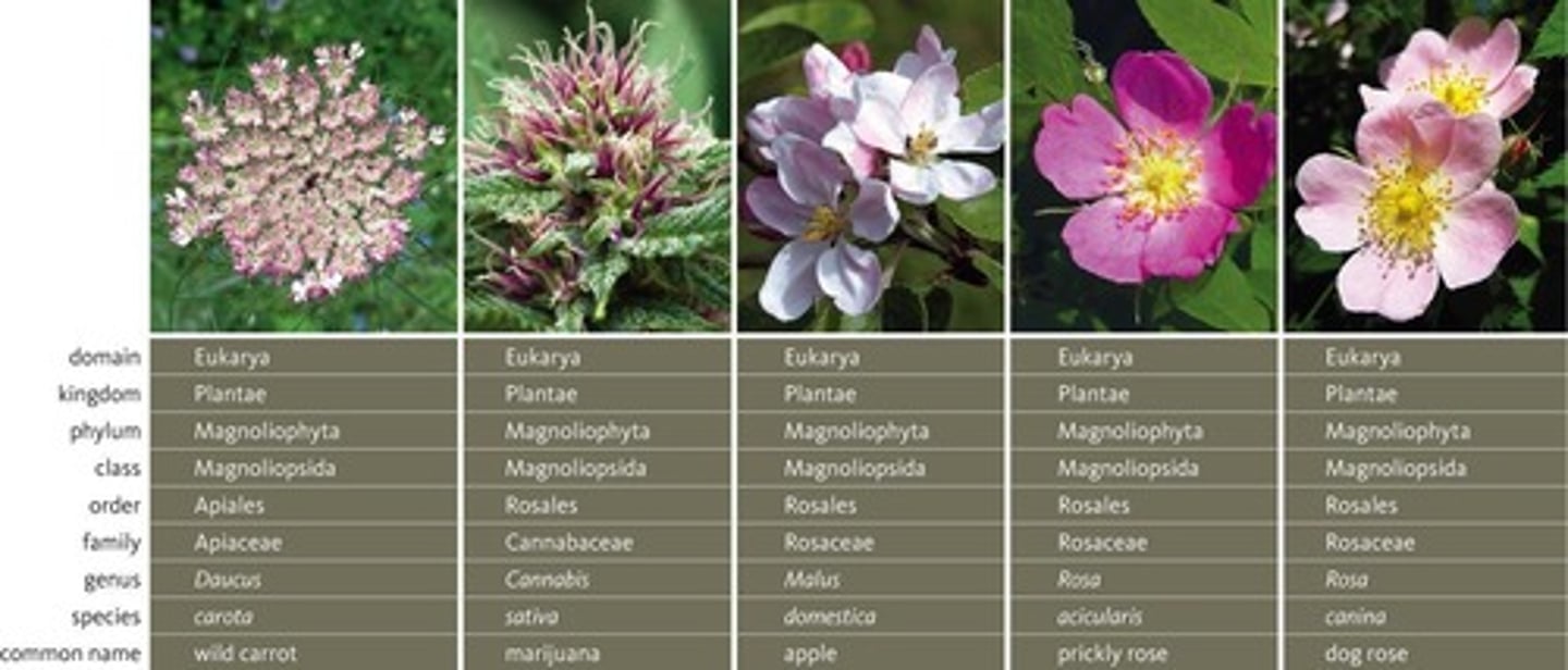<p>Taxonomy is the science of naming and classifying organisms.</p>