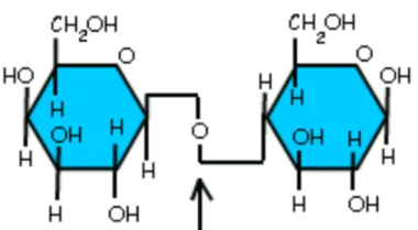 <p>What linkage/glycosidic bond is this?</p>