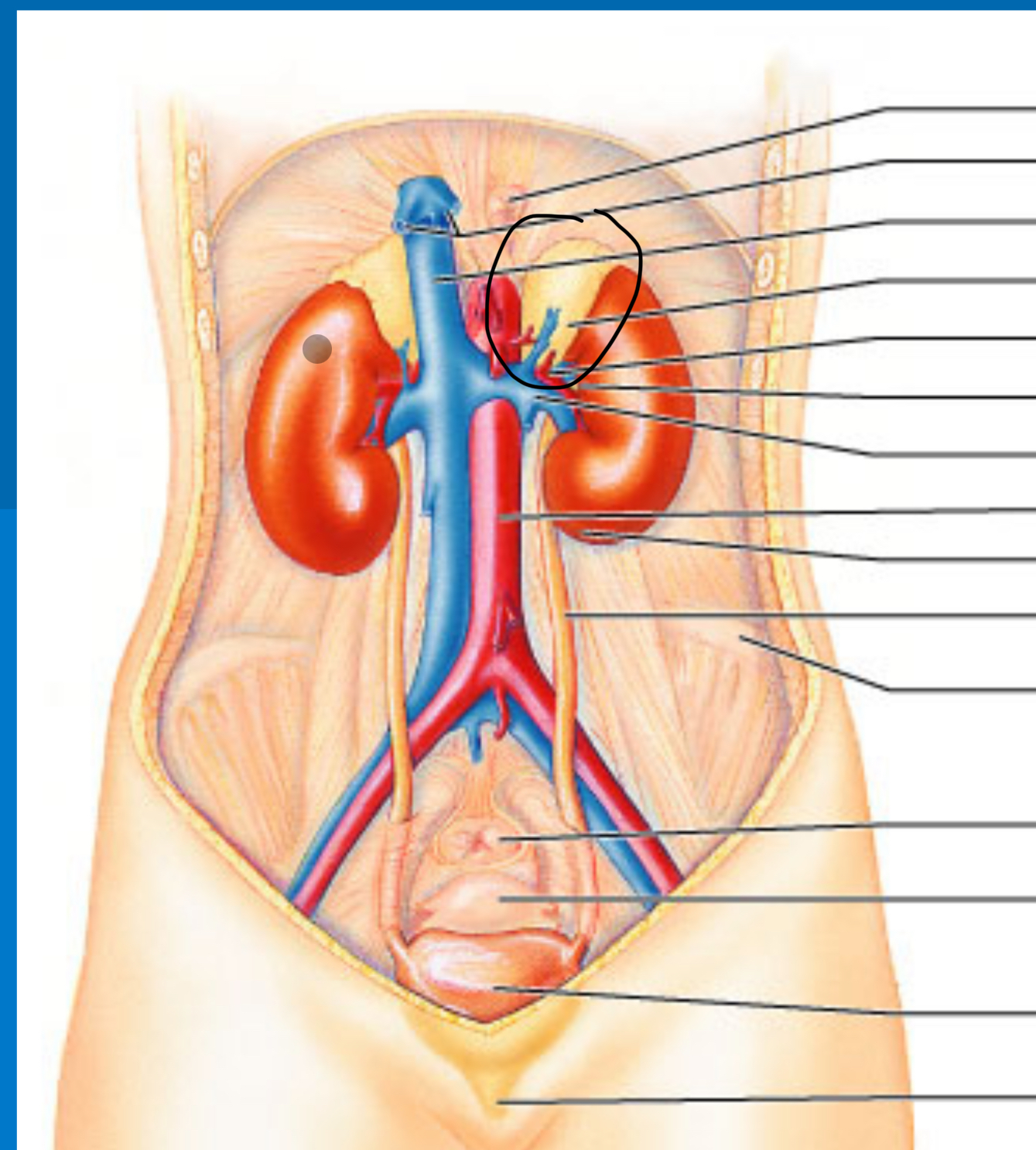 <p>What gland is circled</p>