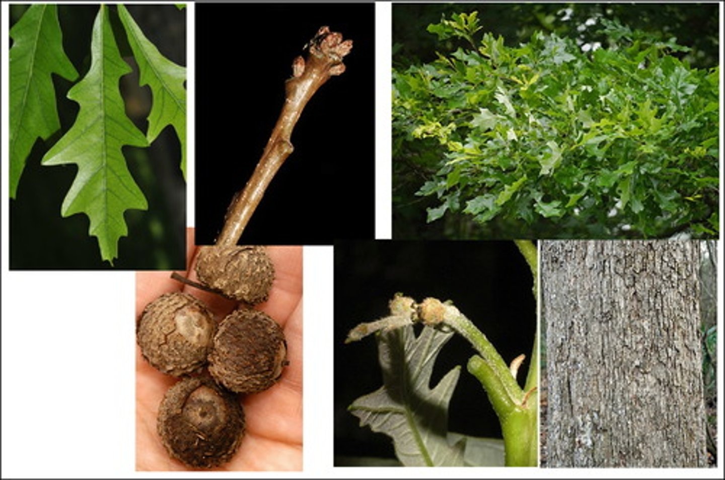 <p>overcup oak</p><p>Family: Fagaceae</p>