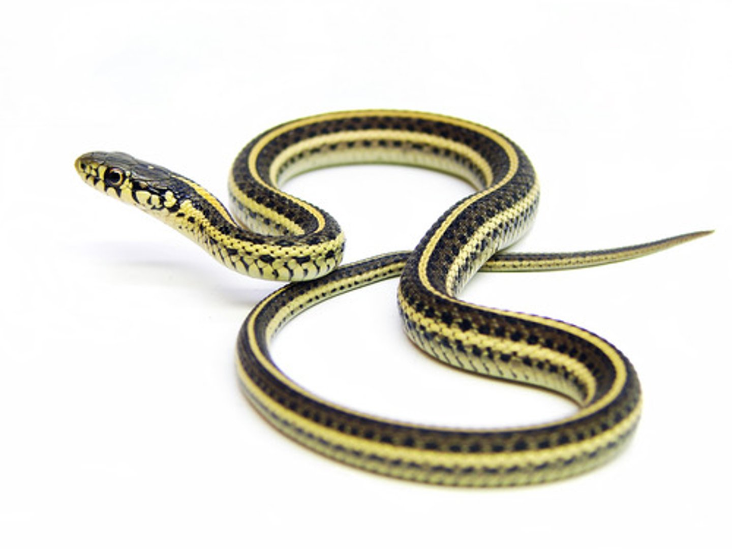 <p>Thamnophis sirtalis</p>